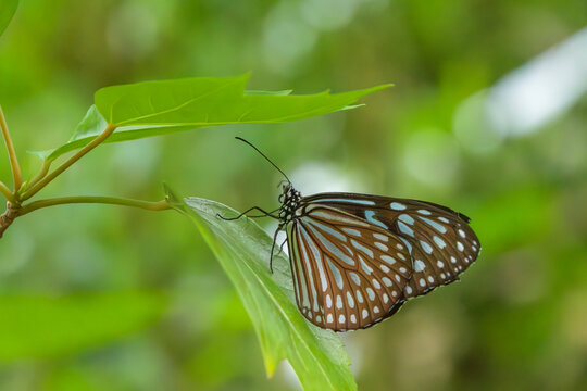 Close up of a beautiful chestnut tiger butterfly resting on a fresh green leaf in the early summer sunlight