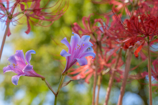 Close up of beautiful pink lycoris flowers blooming with vibrant red spider lilies in the soft autumn sunlight nature background