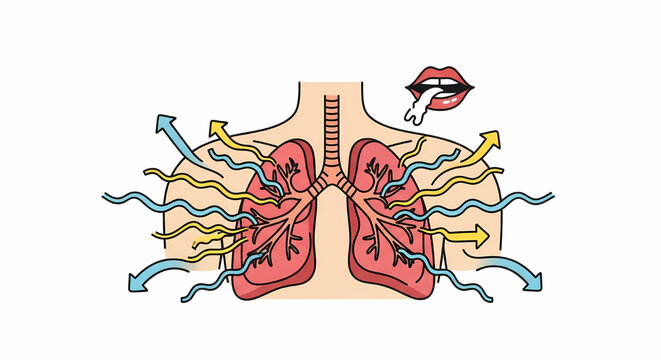 Human lung anatomy and respiratory function infographic