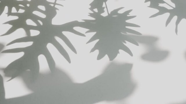 Soft focus tropical plant shadow overlay on smooth white wall backdrop
