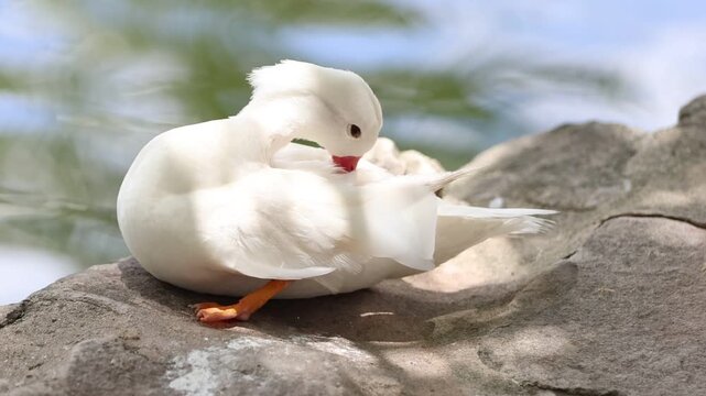 close up of a white goose/duck