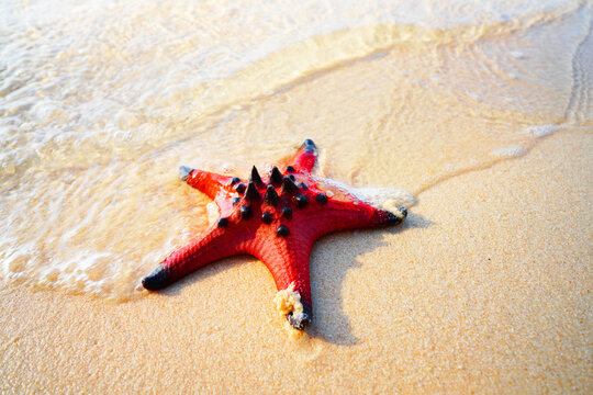 Starfish on sandy beach in shallow sea. Bright starfish rests in sea water on beach. Red starfish on ocean shore beach with calm waters and soft sand. Sea star on tropical shoreline. Echinoderm