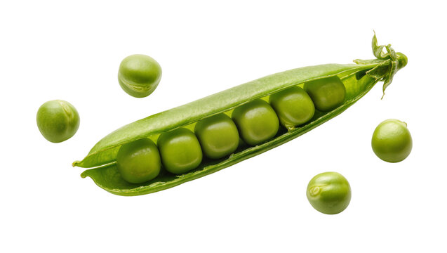Isolated fresh green pea pod and loose organic peas, a healthy natural ingredient
