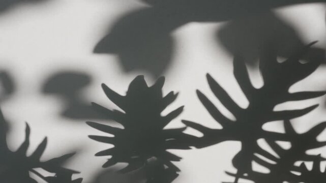 Cinematic high contrast dark tropical foliage shadow waving on white wall