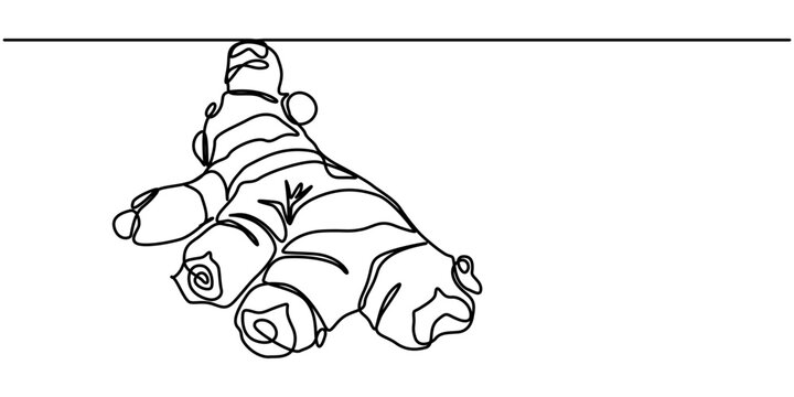 Continuous one Line drawing Ginger, Root Minimalist Vector Art Illustration Drawing. 