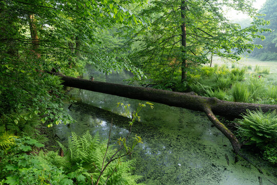 Picturesque morning landscape of Pszczyna Park in Silesia, Poland in May.