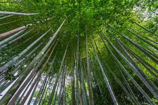 Low angle view of beautiful bamboo forest looking up to the sky at Mukojima-Hyakkaen Garden September 2023