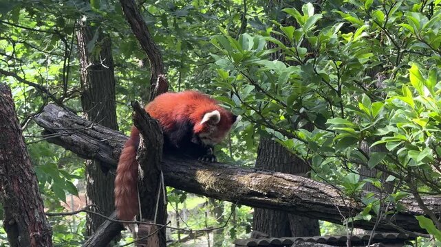 Red panda Ailurus fulgens climbing on tree branches inside forest zoo habitat during sunny summer day