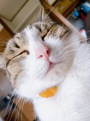 目を閉じてリラックスするかわいいハチワレ猫