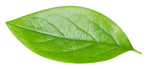 Fototapeta premium Isolated white background nut leaf