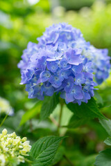 Fototapeta premium 鮮やかな紫陽花