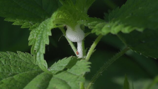 Close-up of Cuckoo Spit Foam on Plant Stem - 4K Macro Wildlife Shot