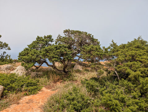 Juniperus phenicea am Aussichtspunkt Moutti tis Sotiras