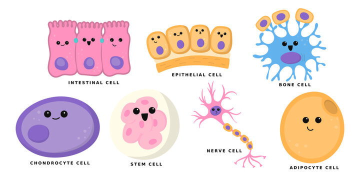 Human body cells cute character illustration. Intestinal, epithelial, nerve, stem, adipocyte, chondrocyte, bone cell for education, science, health. Vector isolated