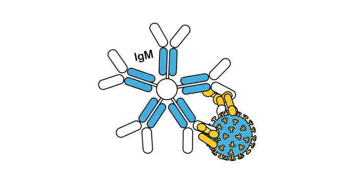 IgM antibody response binding to a viral pathogen