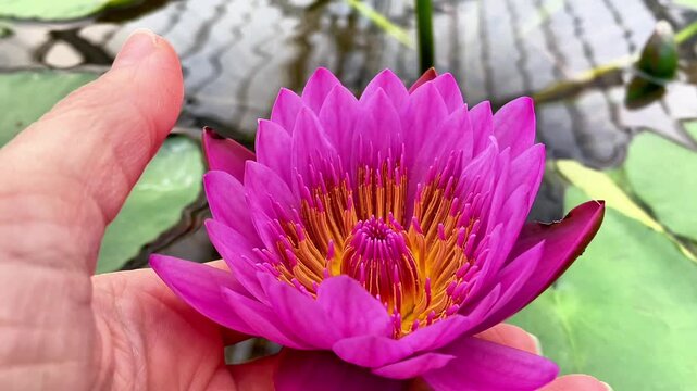  Close-up of a hand gently holding a vibrant pink water lily flower