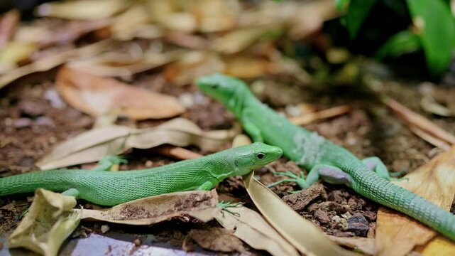 Green Snake On Forest Floor, Slender Reptile Coiled Among Damp Leaf Litter With Vivid Scales Glinting, Ambush