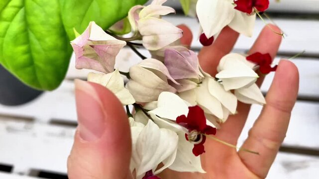 Close-up of a hand holding bleeding heart vine flowers