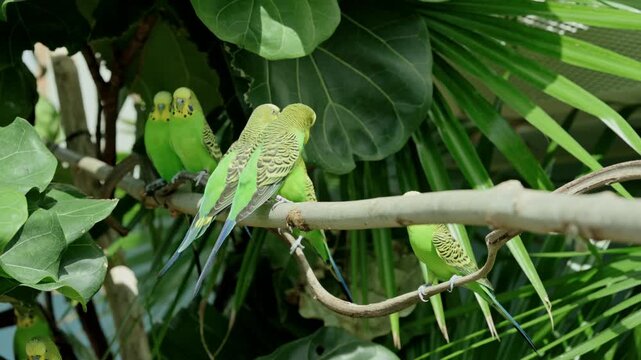 Group Budgerigars Perched On Branch, Lively Greenhouse Scene With Dense Palm Leaves, Social Interaction