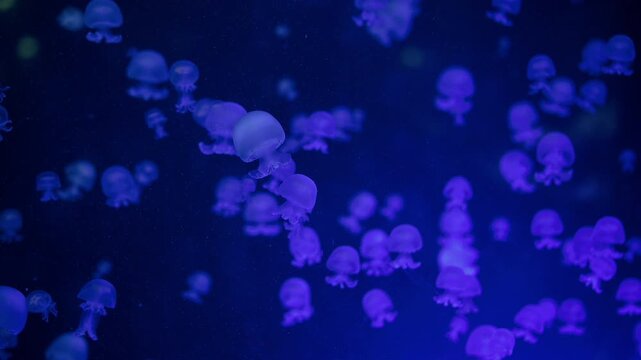 Bioluminescent Jellyfish Drifting In Aquarium, Soft Purple And Blue Glow, Millions Of Translucent Bells