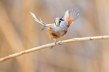 great tit on a branch © Bai