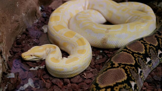 Albino Python Coiled In Terrarium, Yellow And White Scales Glistening On Bark Substrate, Exotic Pet Breeder