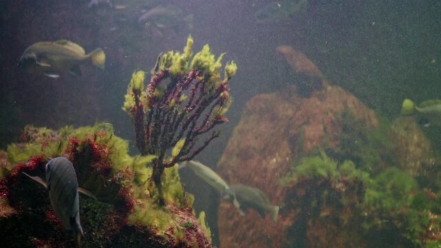 Underwater Coral Reef Scene With Fish Gliding Past Vibrant Gorgonian Seafan, Moss Covered Rock, Drifting