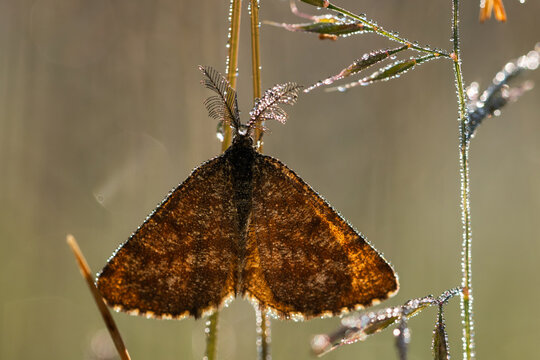 Macro photography of a brown moth with feathered antennae covered in morning dew drops in back light