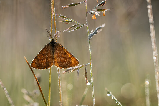 Macro photography of a brown moth with feathered antennae covered in morning dew drops in back light