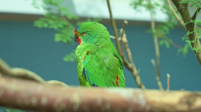 Green Lorikeet Perched On Branch, Quiet Aviary Portrait With Blue Backdrop, Subtle Head Tilt And Detailed