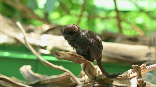 Tiny Black Marmoset Perched On Branch, Scanning Green Foliage With Alert Posture, Nimble Movements