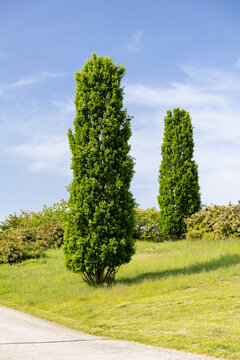 Quercus robur fastigiata, kindred spirit oak trees in park in spring