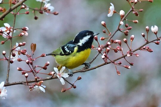 great tit parus major