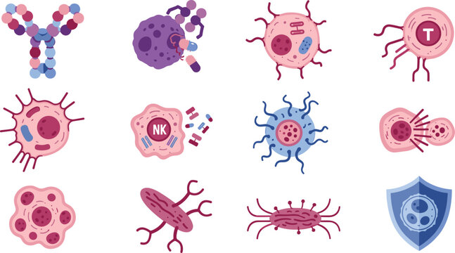 Human Immune System Cell Icon Set with Antibodies T Cells B Cells Natural Killer NK Macrophage Shield and Pathogen Protection Medical Graphic Designs