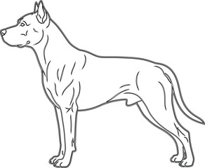 Fototapeta premium Line art illustration of a muscular dog standing in profile isolated on white background