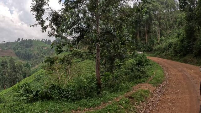 Cinematic road through Bwindi Impenetrable Forest Uganda with misty jungle and lush mountain scenery, immersive travel video