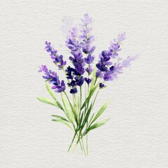 Obraz premium Lavender bouquet in watercolor on white background â€“ soft pastel floral illustration