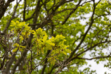 Fototapeta premium Fresh oak leaves on tree branches in Sweden during early summer. Natural Scandinavian woodland scene highlighting seasonal growth, biodiversity, environment and outdoor beauty.