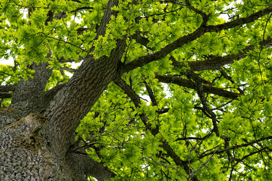 Low angle view of a mature oak tree canopy in Sweden during summer. Vibrant green foliage and branching structure showcase Scandinavian nature, biodiversity and environmental themes.