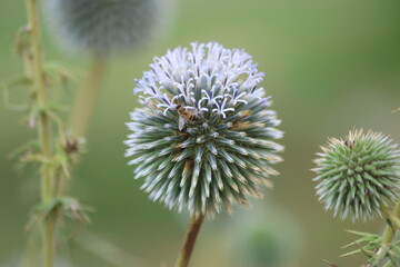 Obraz premium Honeybee Foraging on Blue Globe Thistle Flower (Echinops Ritro) Close-up