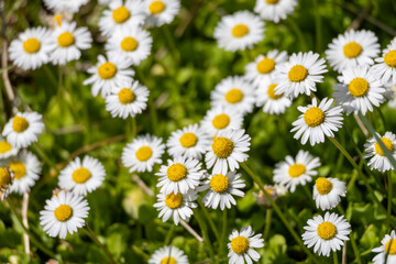Fototapeta premium Close-up of white daisy wildflowers blooming in spring garden with vibrant green foliage.