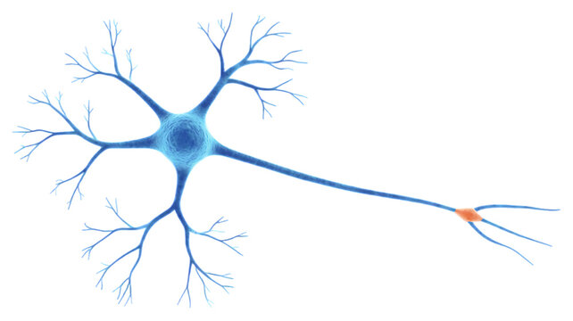 Detailed neuron cell body with nucleus and dendrites, isolated on transparent background