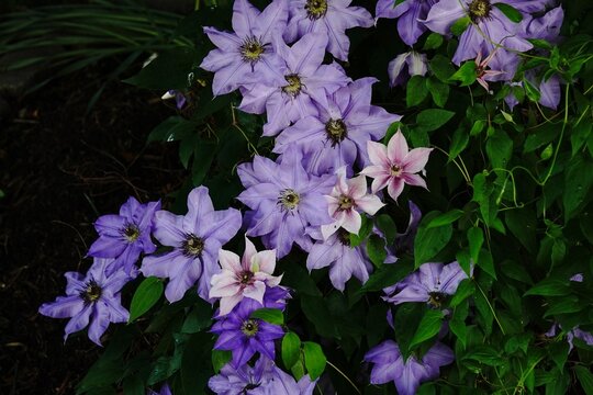 Purple clematis flowers bloomingon a plant | spring flowers background