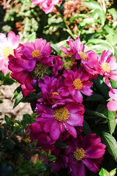 Purple Peonies  blooming .on a plant | Spring flowers bckground
