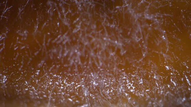 Mycelium Growth Timelapse Macro Fungal Network Developing on Grain Substrate