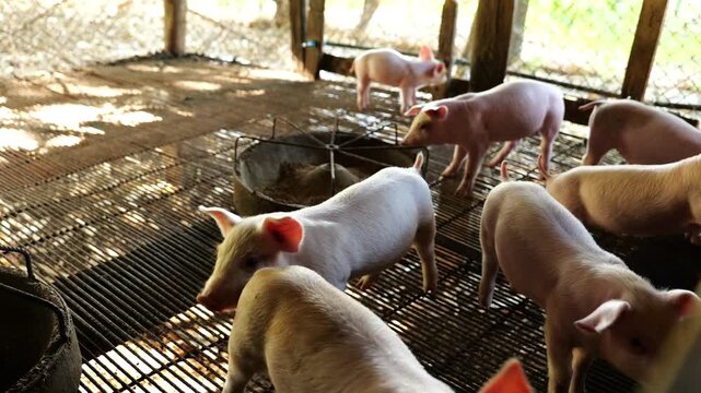 Many piglets are eating prepared food in the pig farm. Little piglets are eating food