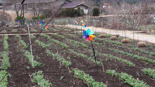 Vegetable garden with neatly planted crop rows and colorful pinwheels in rural countryside. Sustainable agriculture, farmland landscape, organic farming, and peaceful outdoor nature concept.

