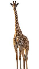 Isolated majestic giraffe standing tall, looking forward with an alert expression, showcasing patterns © Diego
