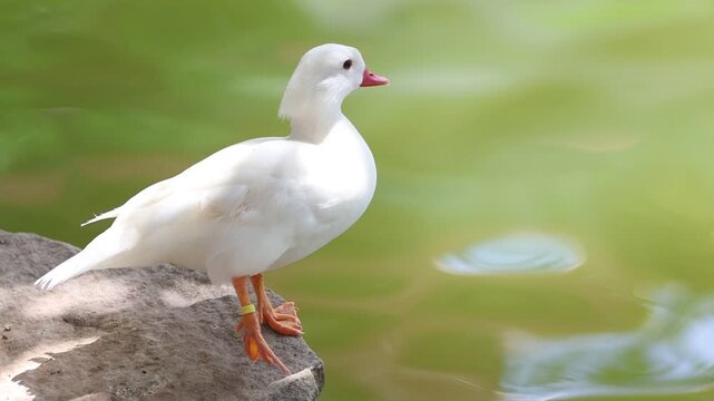 close up a white goose/duck