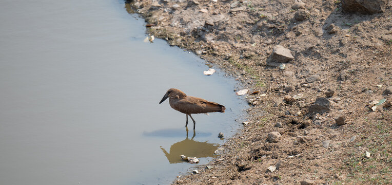 Afrikanische Tiere Hammerkopf - Hamerkop im Busch vom Kr&uuml;ger National Park - Kruger Nationalpark S&uuml;dafrika